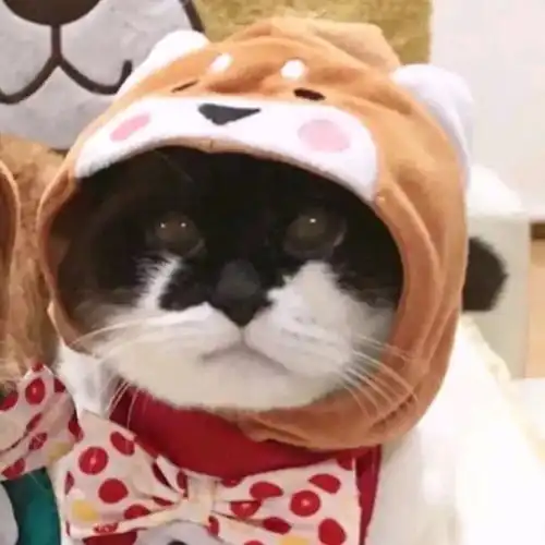  2019年最后100张情侣头像,脱单就靠它了