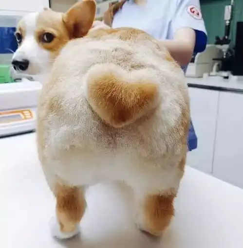  狗狗不会说话,但如果经常做这7个动作,证明它已经爱上你