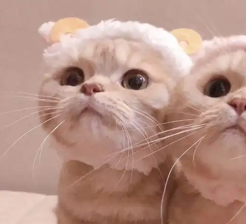  敲可爱的猫咪情头