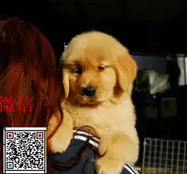 图可爱小金毛金毛犬图片哪里有卖金毛的北京宠物狗