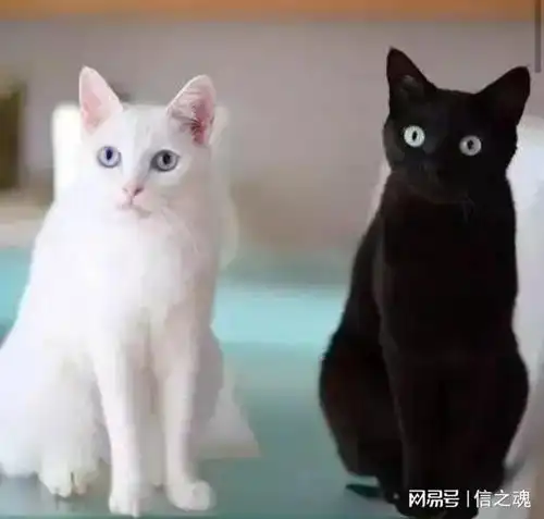  唐山市到底有没有隐藏着黑恶势力的保护伞