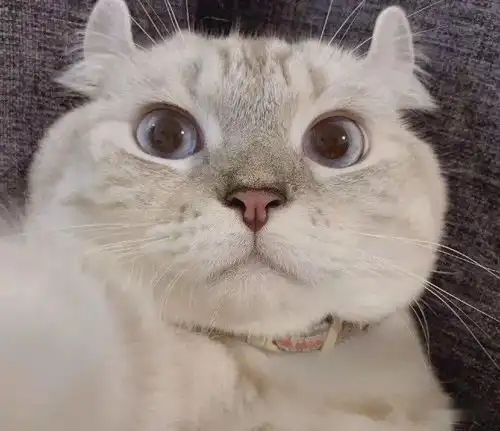  2020如影随新影视学院迎新晚会高能剧透