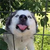  二货来条哈士奇蠢萌二哈动物头像