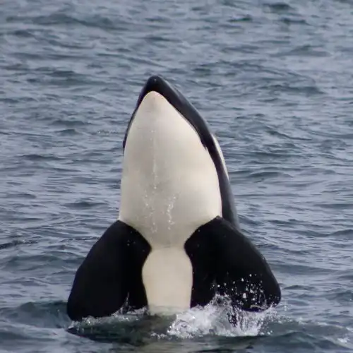  有什么好看的虎鲸图片