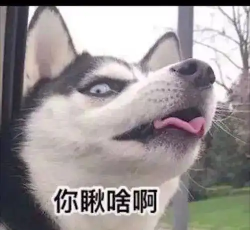  狗狗为什么会无缘无故对着空气乱叫