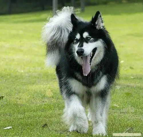  说说哈士奇和阿拉斯加的区别