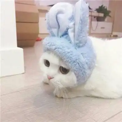  情侣动物头像超萌一对两只小动物情侣头像一对两张