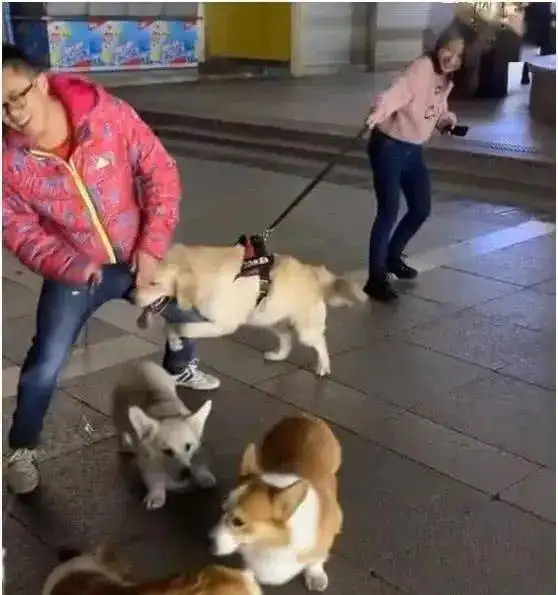 主人单身久了,金毛都开始着急了,在街上非要给她找个男朋友回家