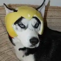  哈士奇搞笑头像高清犯二微信头像图片大全