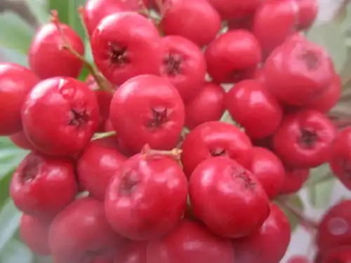  通红火棘果恭祝龙年红红火火