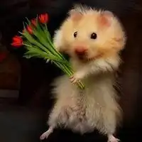  耗子的兔子的微博微博