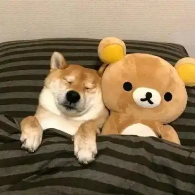 猫猫狗狗的有爱情侣头像