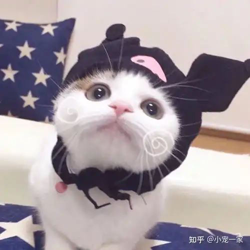  越来越多的年轻人养猫,原来隐藏了这些心酸的原因