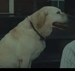  这是金毛,还是拉布拉多犬