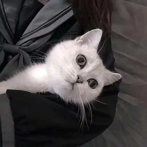 哔哩哔哩专栏