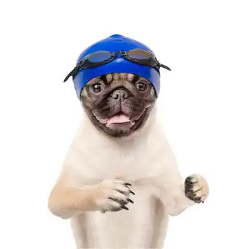  点击来源直接获取大图文件戴着游泳帽和眼镜的狗白色背景下孤立的摄影搞笑狗狗高清大图
