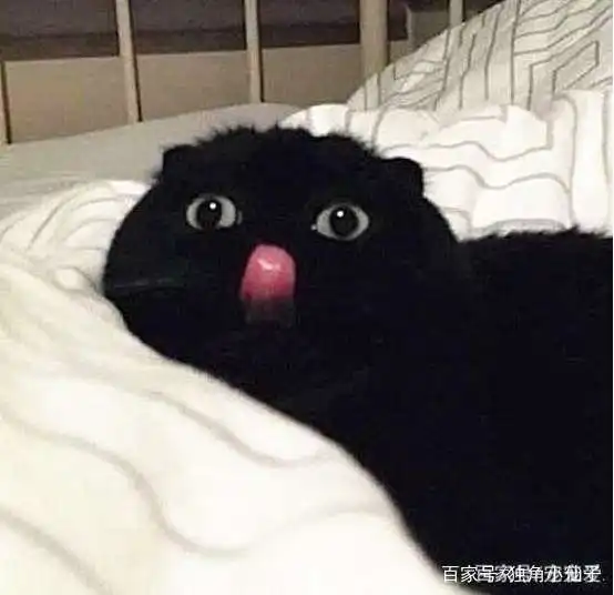  儿子这周美术作业得了0分,老师说他画的不是猫,这让母亲很生气