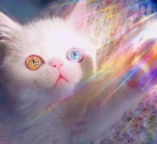 小仙女签收,16张超萌的猫咪闺蜜头像
