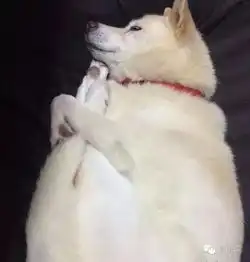  每日一蠢萌铲屎的,你为啥给朕放这么污的小电影