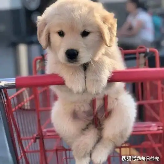  有这几个特征的狗狗,对主人绝对忠诚,你家毛孩子是这样的吗