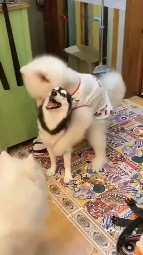 三只萨摩耶喜欢一只二哈