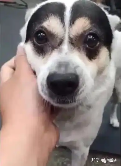  全身都是白色,却有两条黑眉毛,网友看到狗子笑喷你是蜡笔小新吗