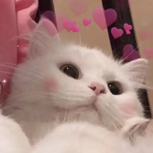  温暖向愿神明偏爱,一切从欢