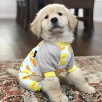  狗狗头像祝你早日脱单鸭