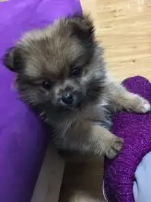  出租屋里的情人节