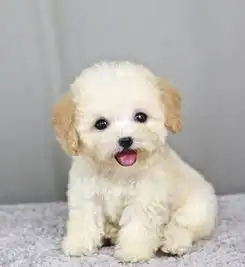 宠物趣闻泰迪幼犬吐了吃了的东西