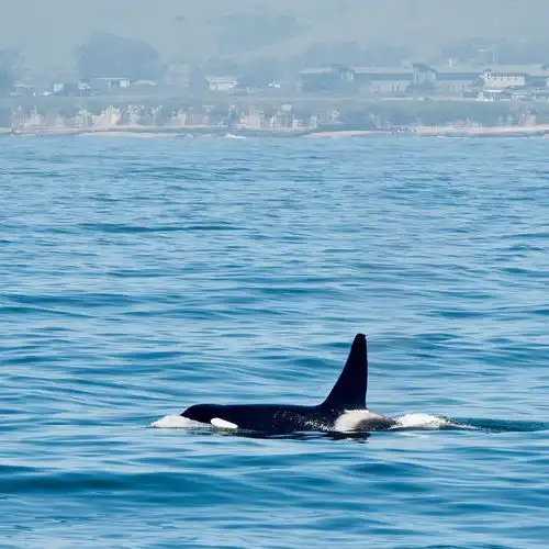  有什么好看的虎鲸图片