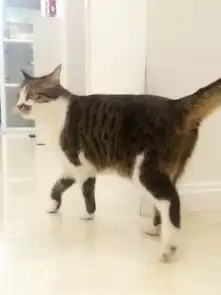  陪伴五年的猫咪意外去世,女孩看着小小的骨灰盒情绪一下子失控了