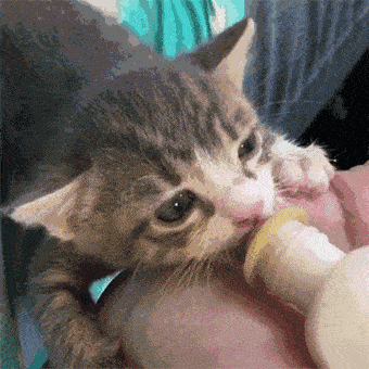  有些猫咪,越长大越不要脸,特别是猫爸爸这种生物