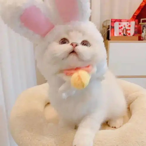 网红猫咪猫猫奶糕头像
