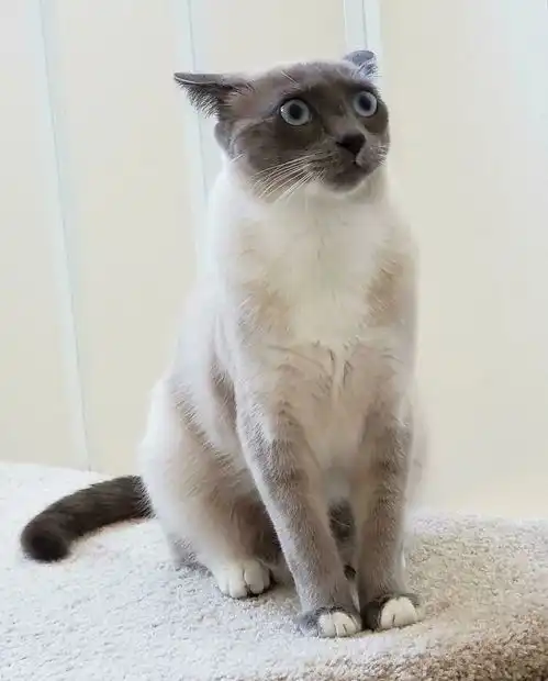  一组让你心情大好的猫咪图片有猫的生活真是太欢乐了