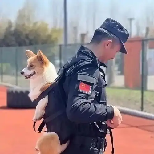  柯基也能当警犬到底是吉祥物还是真实力