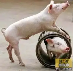  养猪新闻养猪行业新闻养猪产业新闻养猪资讯养猪培训