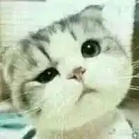  情侣聊天专用表情包微信头像图片大全