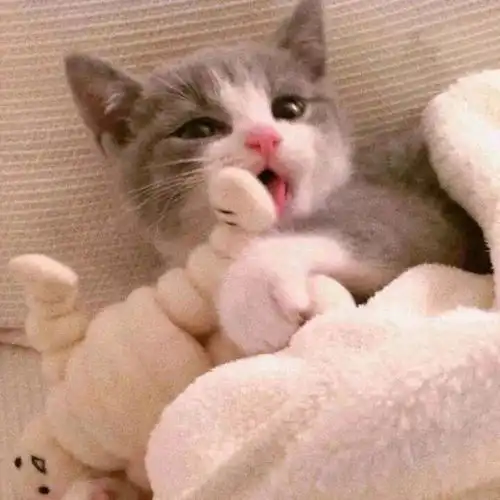  今日份可爱闺蜜头像