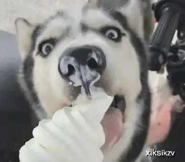  喜欢吃冰淇淋的哈士奇,见到冰淇淋车就兴奋,吃了雪糕就不再犯二