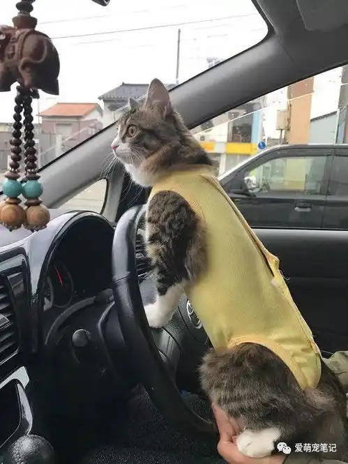  喂养一年的流浪猫意外去世,女孩在接到电话通知后情绪一下子失控