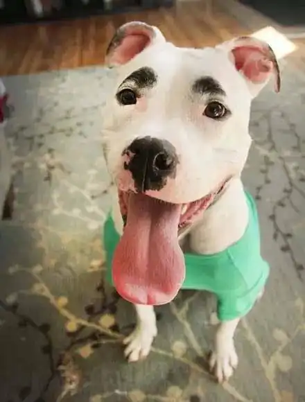  百年难遇的狗狗,特别的毛色