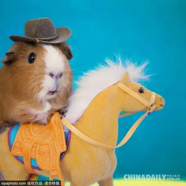 呆萌天竺鼠玩转cosplay角色全hold住坐拥众多粉丝