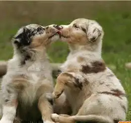  冒死偷拍情侣亲吻瞬间,暴强