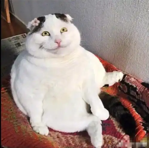小奶猫送到奶奶家寄养前vs从奶奶家回来后