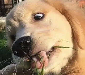  金毛吃起东西来,连形象都不要了