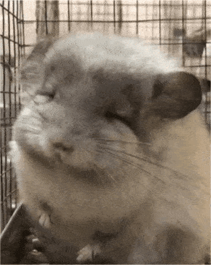  龙猫的健康成长需要主人维护