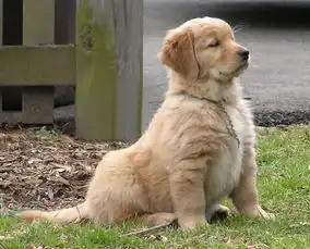 丹麦老式指示猎犬图册