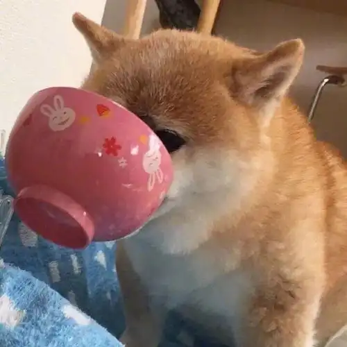  今日头像丨世界很暗,然后你来了