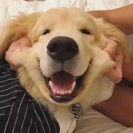  大金毛被偷走后三天不吃不喝,可它绝食抗议后果却是...